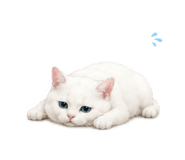 843820063
