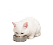843820068