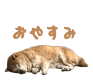 843823617