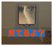 843825367