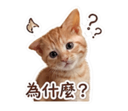 843839007