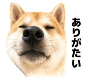 843842824