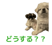 843873651