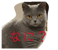 843873673