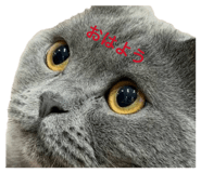 843873677