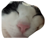 843891153