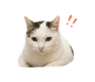 843893532