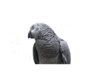 843894002