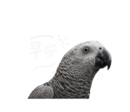 843894003