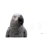 843894016