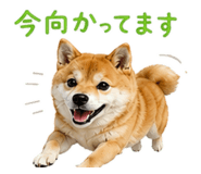 843911100