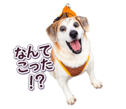 843911226
