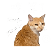 843925411