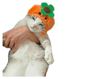 843938728