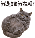 843941253