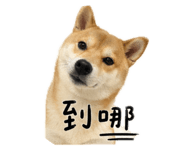 843946953