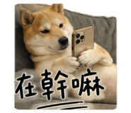 843946954