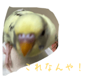 843954662