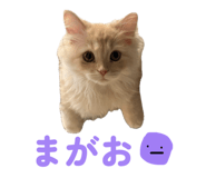 843970341