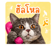 843975286