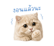 843981581