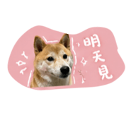 844023527