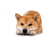 844042877
