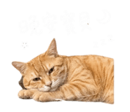 844073811