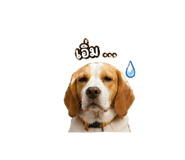 844080006