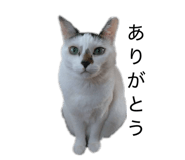 844111468