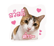 844115900
