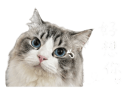 844121202