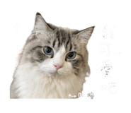 844121203