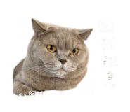 844121208