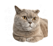 844121212