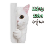 844124299
