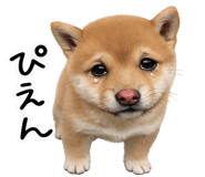 844134520