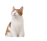 844211081