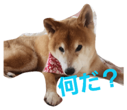 844232177