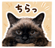 844232244