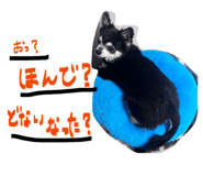844232331