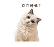 844268499