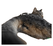 844295947
