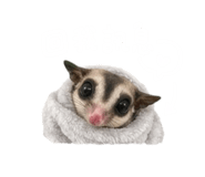 844304113