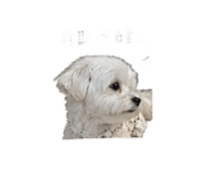 844308336