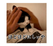 844329438
