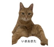 844333998