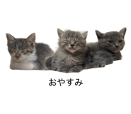 844334001