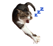 844334011
