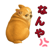 844336387